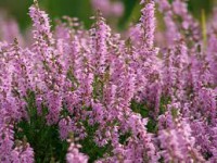 HEATHER